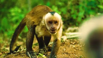 Holotropics - Symmetry (Official Video)