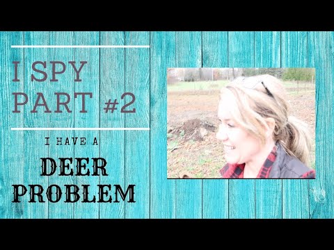 Estimating deer activity with camera, I have deer problems. Part #2  Elderberry & Aronia