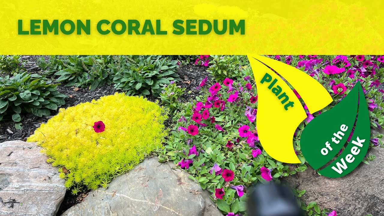 LEMON CORAL SEDUM by Proven Winners