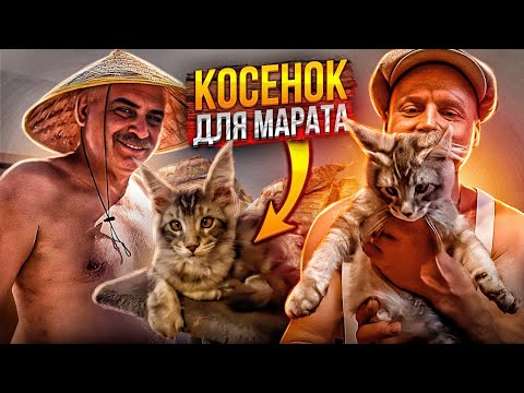 Video: Kvety mandevilly – Kedy a ako dlho kvitne vinič mandevilla