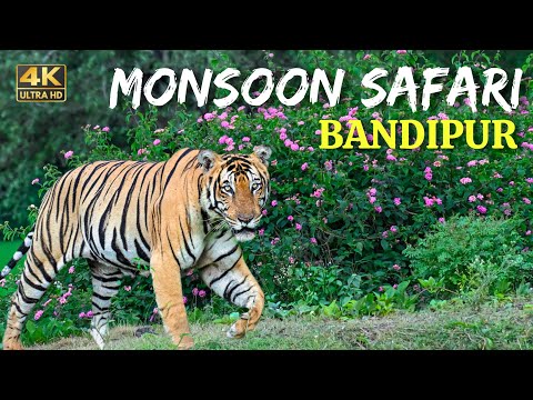 Monsoon Forest safari in Bandipur National Park | Beautiful forest in South India | Karnataka