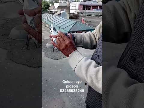 65 year old generational pigeons#pigeonlove #winningpigeon #pakistanipigeon
