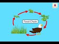 Nature's Interconnected Food Chains and Their Role in Ecosystems