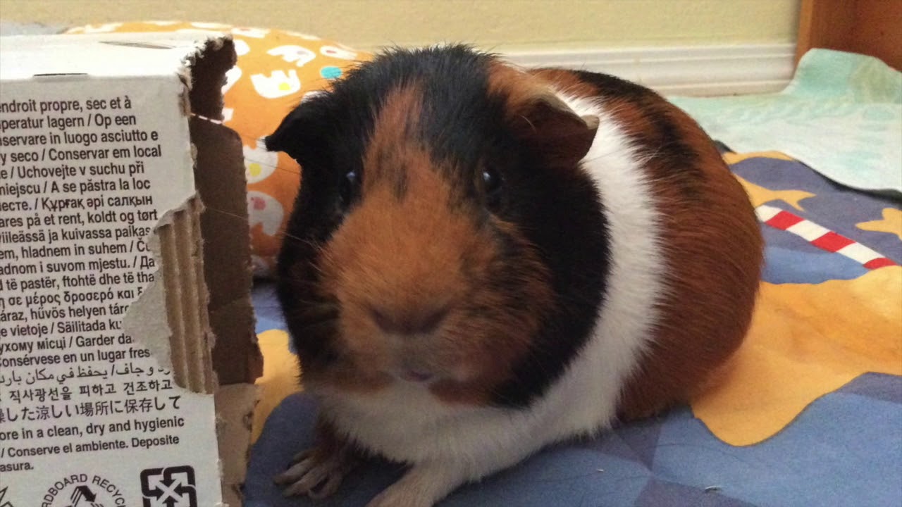 Cute Guinea Pig Moments Part 4 | GuineaLove