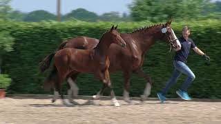 Hf v For Romannce x Sion x Figaro 2019