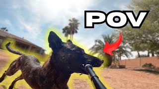 POV day in the life (DOG PERSPECTIVE)