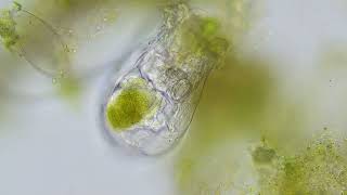 @accu-scope EXC-350 viewing a rotifer with an Excelis 4k camera.