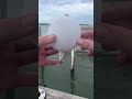Pufferfish explodes! #lure #bassfishing #sandbass #fishing #fish #hugefish #sportfishing #bass