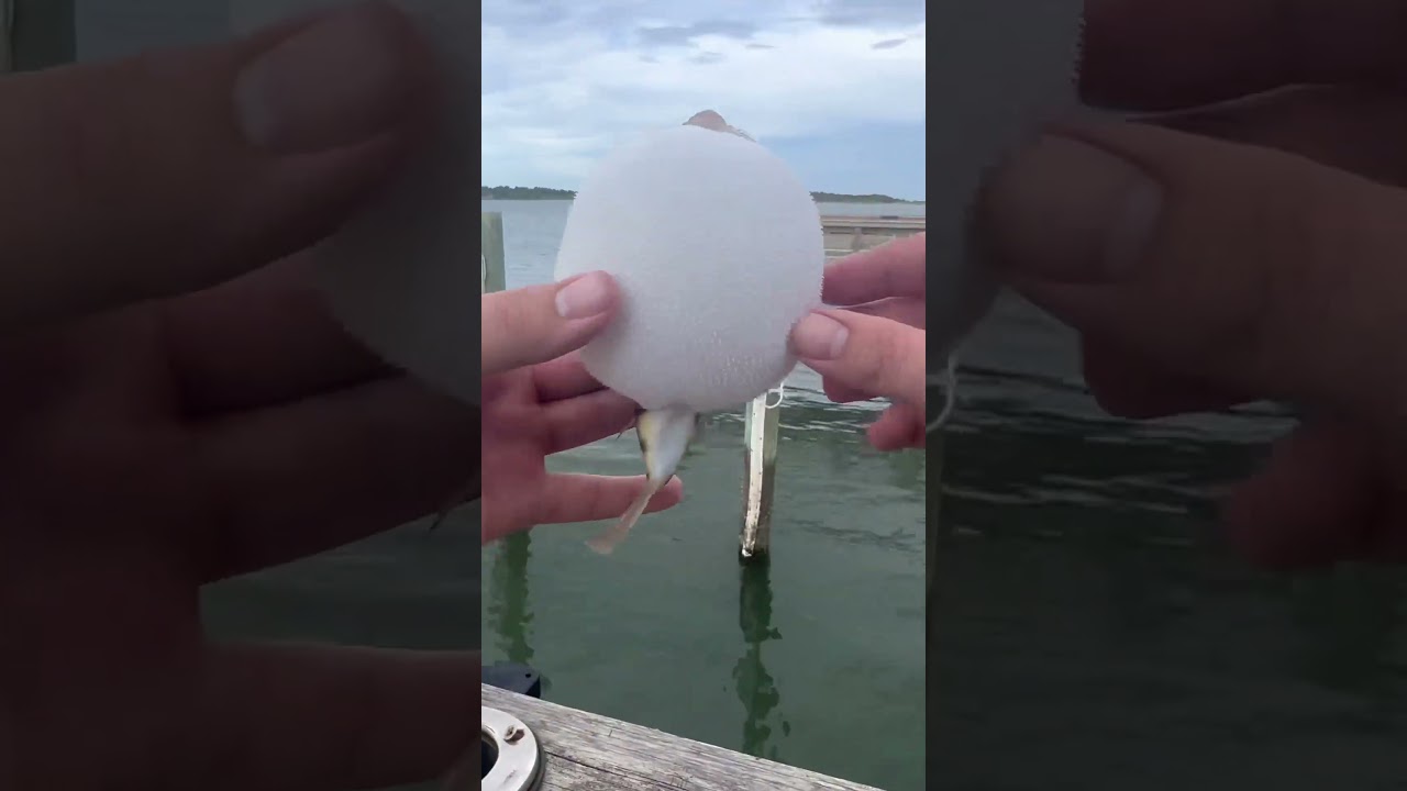 Pufferfish explodes! 