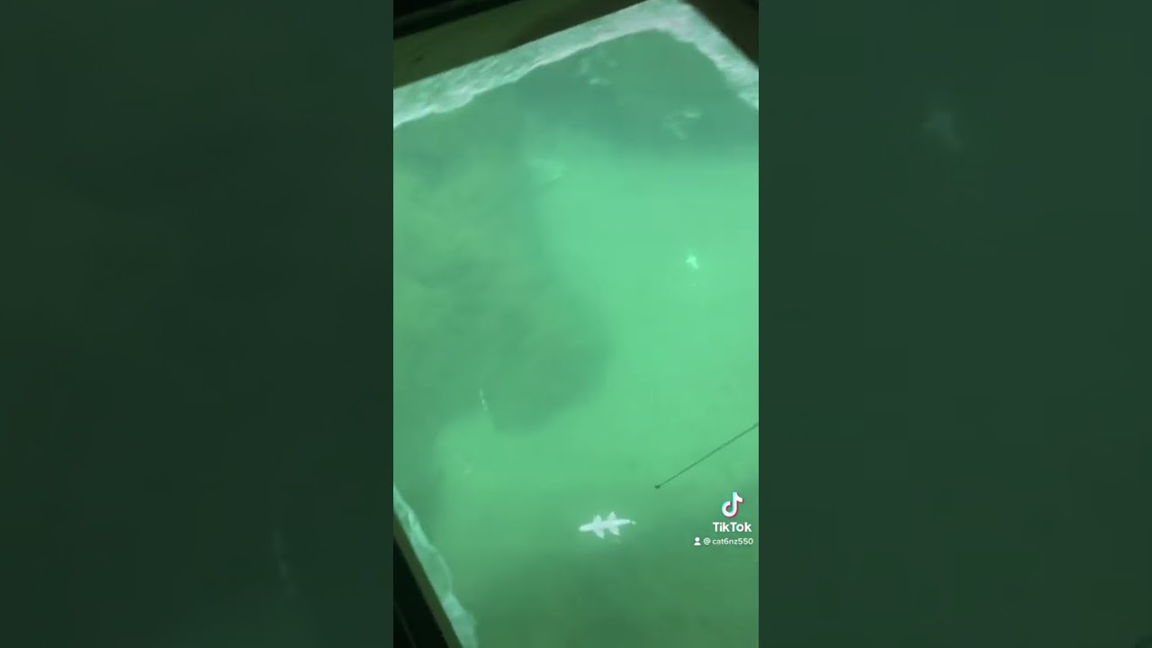 Northern pike spearing