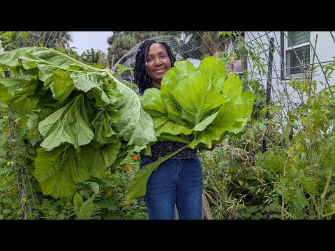 Harvest Time - Mustard greens and tomatoes
