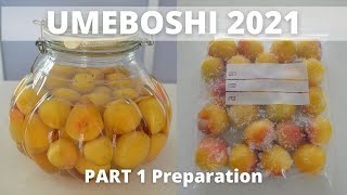 UMEBOSHI 2021 | Part 1 Preparation | 3 ways to make Umeboshi (EP284)