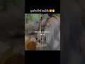 එයා තවත් හැඩ වෙලා🥰🙈#shorts #trending #shortsfeed