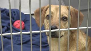 Kearney Area Animal Shelter Documentary