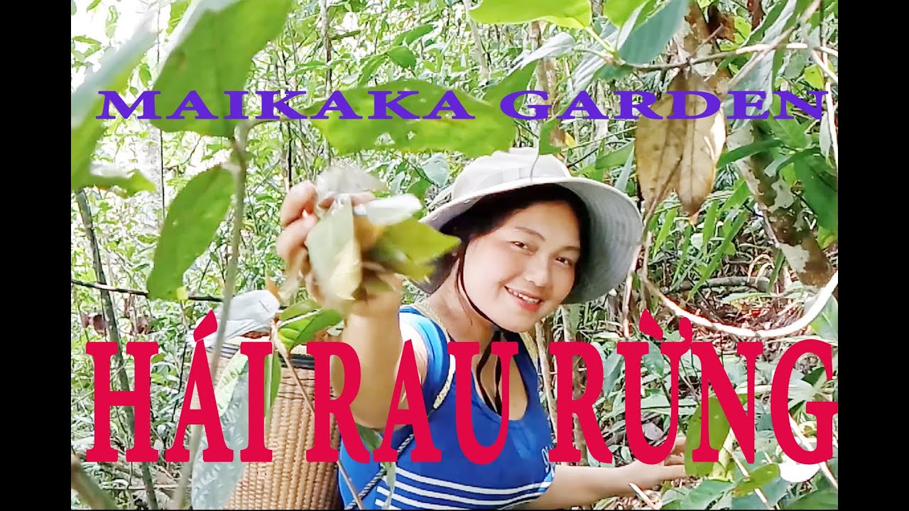 HÁI RAU RỪNG RỒI NƯỚNG TRONG ỐNG TRE (RAU LÁ BÉP).(Picking forest ...