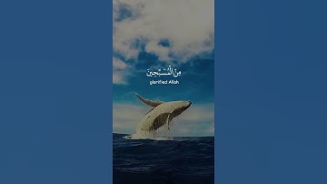 تلاوه خاشعه ماتيسر من القرأن - القارئ الشيخ عمير شميم