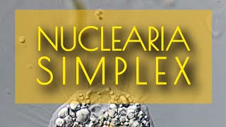 🚨Nuclearia simplex🦠🔬🧬El ENIGMA de la ESFERA RADIANTE☀️✴️🌟