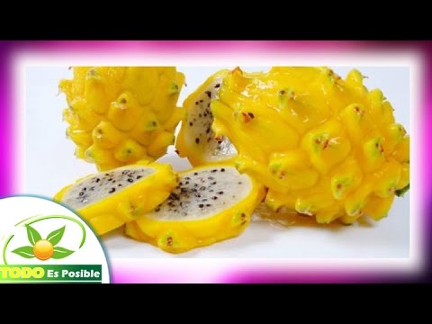 fruta la pitahaya propiedades nutricionales, beneficios y caracteristicas de la pitaya camera iphone 8 plus apk