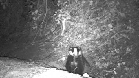 Badger Sniffing