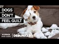 Dog Myths Debunked Quiz