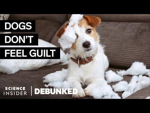 Video: 15 Dog Myths Debunked