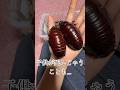 世界最大のゴキブリの子育てが凄い