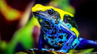 Exploring The World's Deadliest Animal Weapons: Poison & Venom