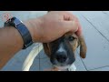 Sabah yürüyüşünde minik dostumuz köpekle sevimli hariketler - yakupcetincom - Yakup Çetin