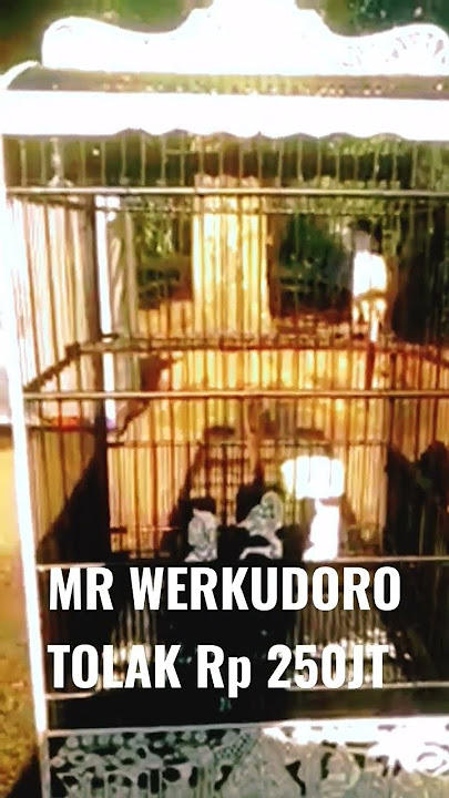 Cendet Werkudoro Tolak Rp 250JT #burungcendet #cendettrotol #cendetgacor #masteranburung #burung