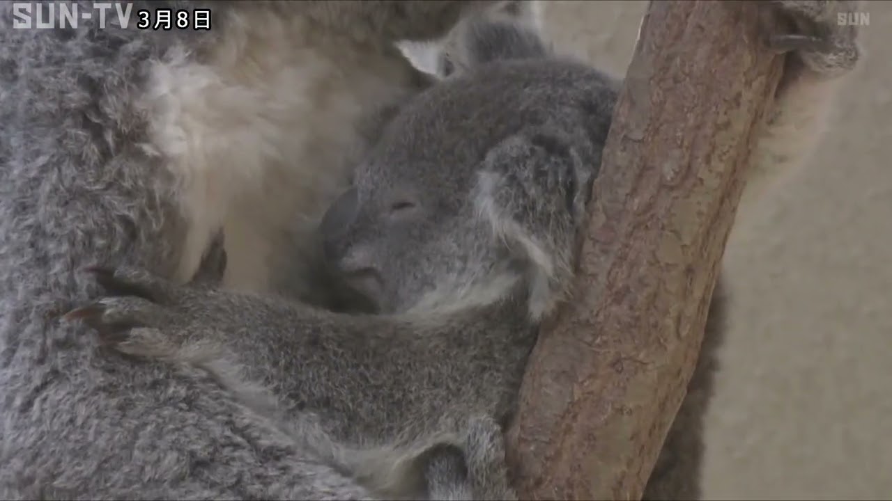コアラの赤ちゃんの名前募集 神戸市立王子動物園 - YouTube