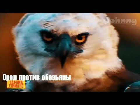 ОРЁЛ В ДЕЛЕ! 15 Жутких нападений орлов снятых на камеру