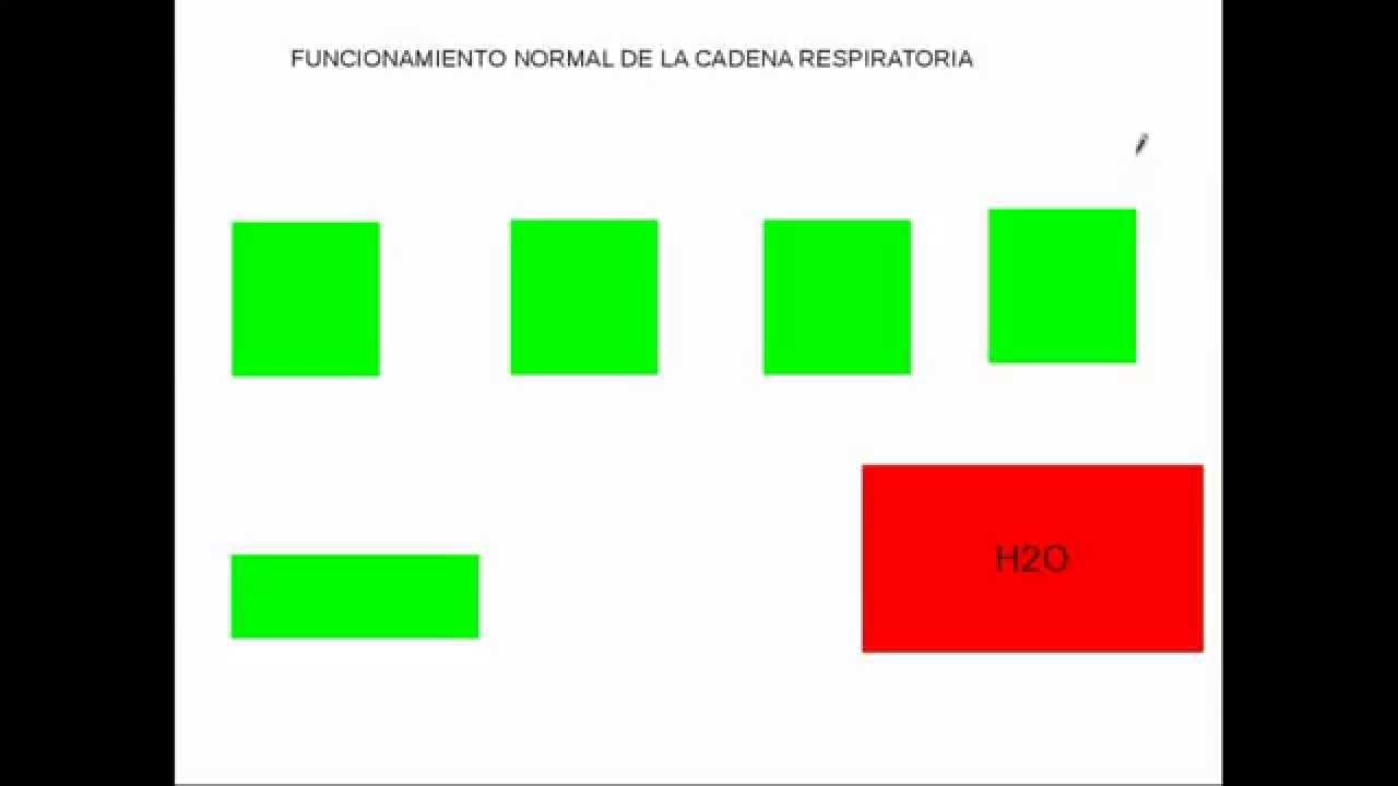 Radicales libres y estrés oxidativo