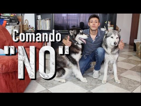 Video: Cómo Enseñar El Comando 