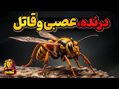 زنبورهای گاوی هیولاهای سرخ قاتل که به تمام دنیا سرک کشیده اند