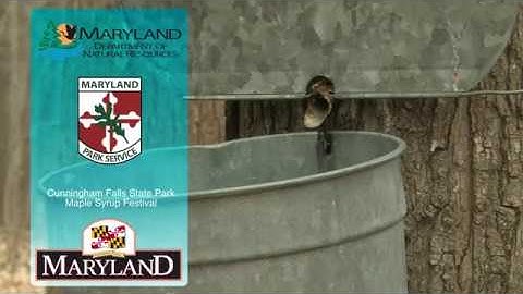 Cunningham Falls Maple Syrup Festival - Maryland Department of Natural Resources