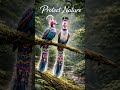 Save Wildlife | Nature’s Beauty Needs Protection 🌿 | Most Beautiful Birds StoryWildlife