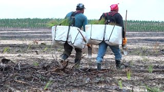 GP Cellulose Plants Seedlings in Torreya State Park with Eastman and The Longleaf Alliance