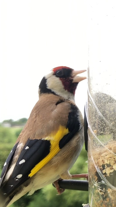 Lagu pelatihan bernyanyi burung goldfinch #goldfinch #burung #pengamatanburung #suaraburung