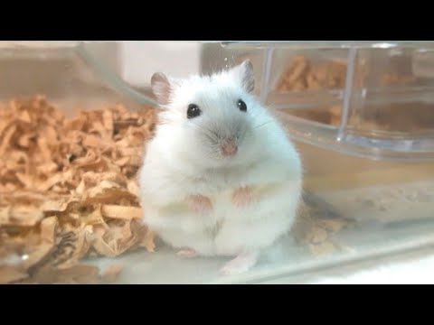 🐹パールドワーフハムスターもなつくと可愛くて楽しい(ジャンガリアン) about my cute djungarian hamster