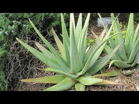 This Trick helps your Aloe Vera plant to grow fast / with update video