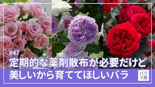 47 Roses that require regular spraying but are beautiful and