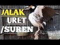 Masteran Jalak Suren Jalak Uret Semua Burung Dijamin Akan Ikut Gacor Dengan Suara Burung Ini Mp3 - Mp4 Download
