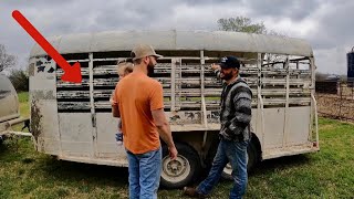 We Got a Very Unexpected Surprise That Showed Up at the Bison Ranch!