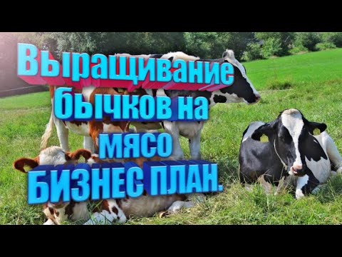 Выращивание бычков на мясо в домашних условиях бизнес план