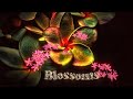 BLOSSOMS