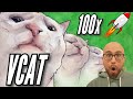 Vcat  this cat vibes in your wallet  massive whale accumulation  volume  coin review 