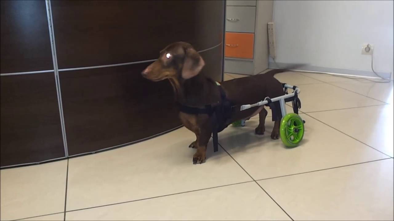 Реабилитация собаки после операции. Энимал мобайл инвалидные коляски для собак. Инвалидная коляска для таксы. Коляска для собак такса инвалидов. Собака с инвалидной коляской такса.