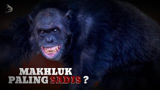 IS IT TRUE THAT CHIMPANZEE IS THE MOST SADISTIC AND CRUEL ANIMAL? I CHIMPANZEE