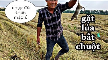 Mùa gặt lúa những con chuột đồng ở miền Tây.Minh khôi vlogs