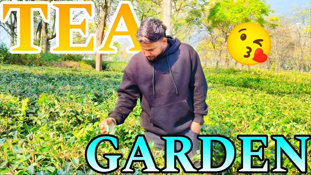 Ghar jane se phele 😎TEA garden bhi aa gya🥳